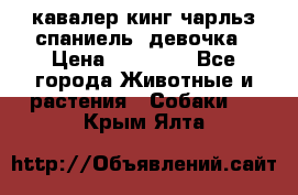  кавалер кинг чарльз спаниель -девочка › Цена ­ 45 000 - Все города Животные и растения » Собаки   . Крым,Ялта